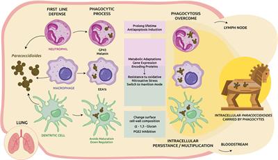 The Trojan Horse Model in Paracoccidioides: A Fantastic Pathway to Survive Infecting Human Cells